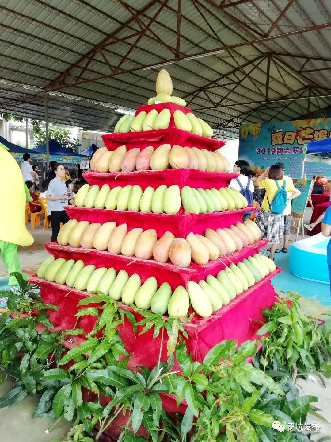 十年最盛大的芒果文化节 华坪沸腾了整个云南